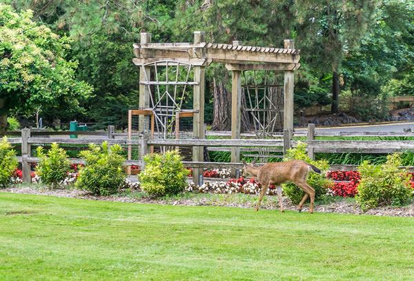 Design Elements for Your Backyard