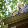 Tips to Keep Pests Out of Your Trash