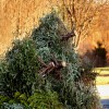 Why Should You Rent a Roll Off Dumpster for Yard Waste Removal?