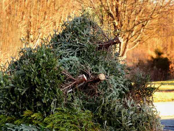 Why Should You Rent a Roll Off Dumpster for Yard Waste Removal?